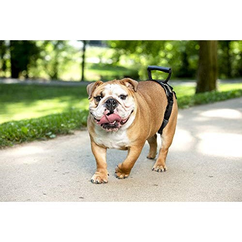 PetSafe - CareLift Rear Support Harness for Medium Dogs, Black