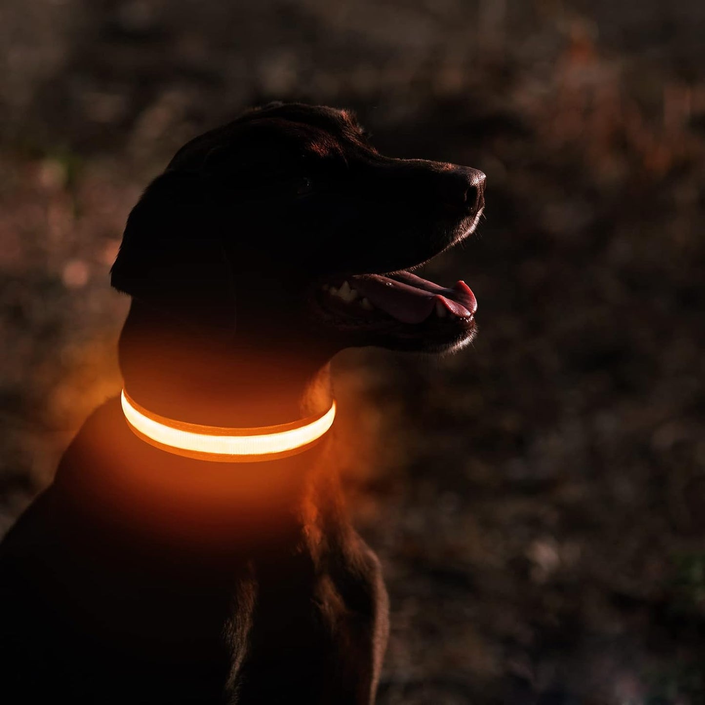 Masbrill - Led Rechargeable Waterproof Light Up Dog Collar