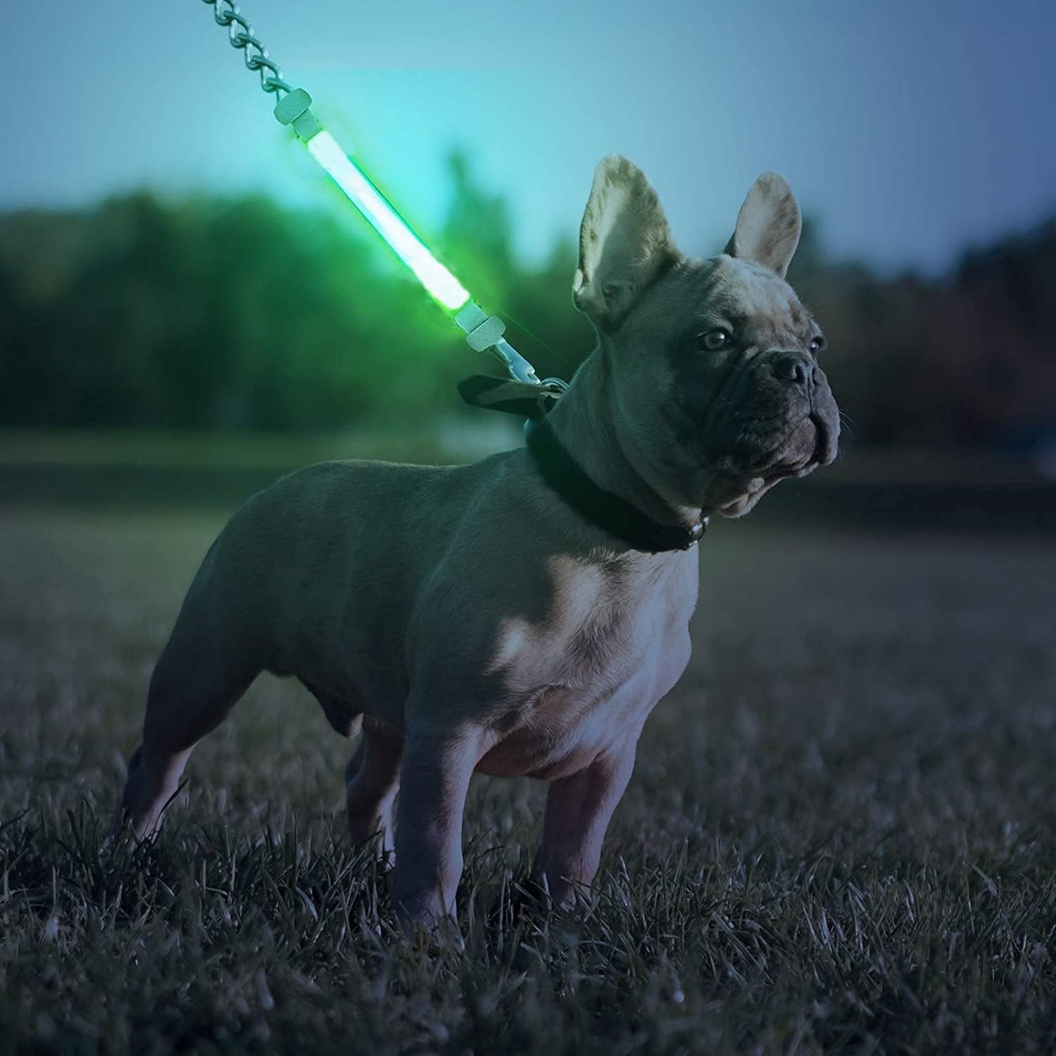 -- Led Dog Collar - Usb Rechargeable, Glowing Pet Necklace For Night Walks (M)