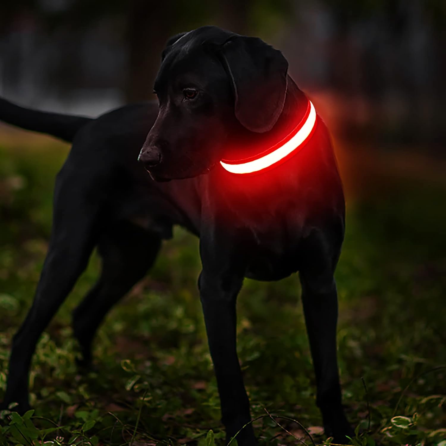 Masbrill - Led Rechargeable Waterproof Light Up Dog Collar