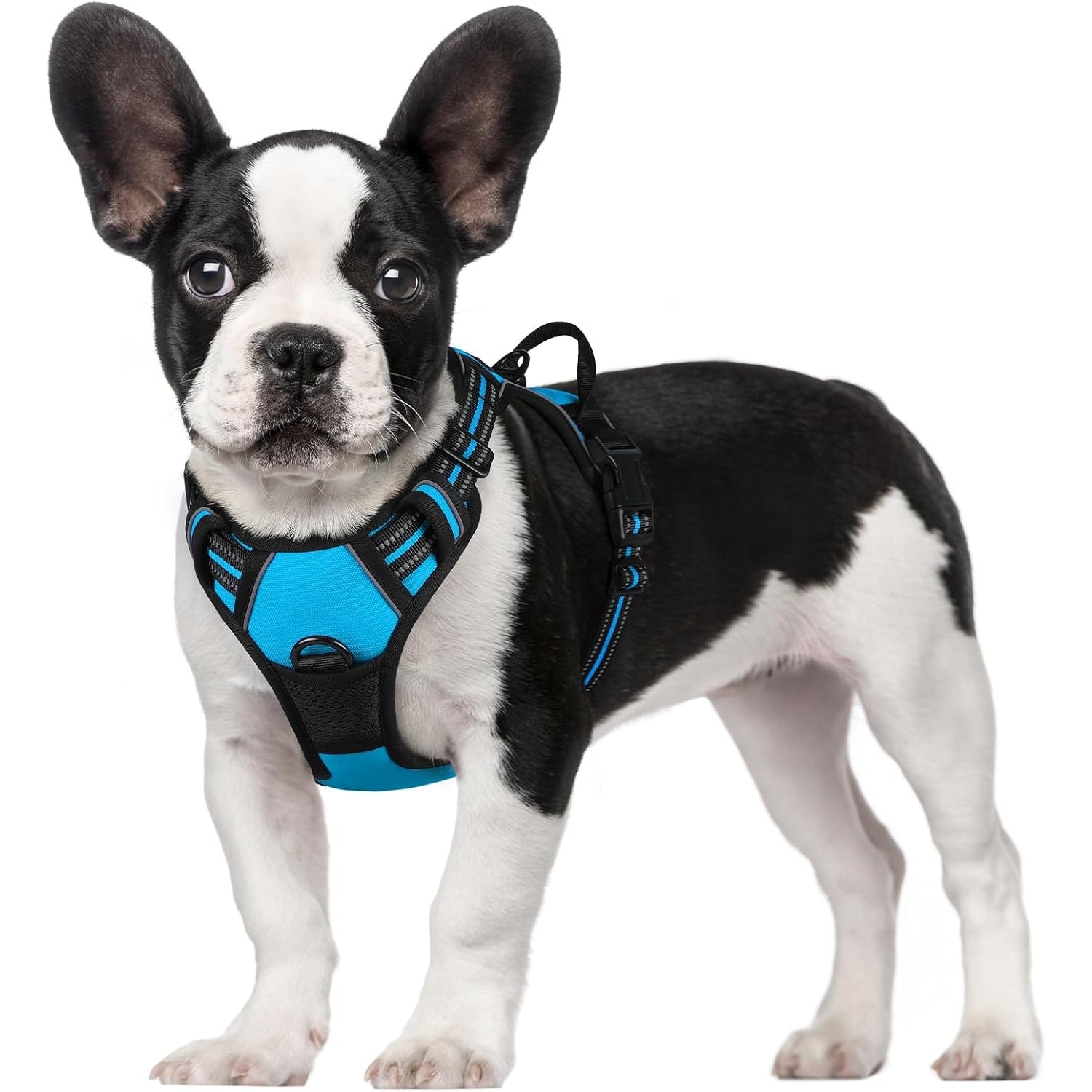 Globegou Co., Ltd. - Rabbitgoo No-Pull Dog Harness, Reflective, Small, Blue