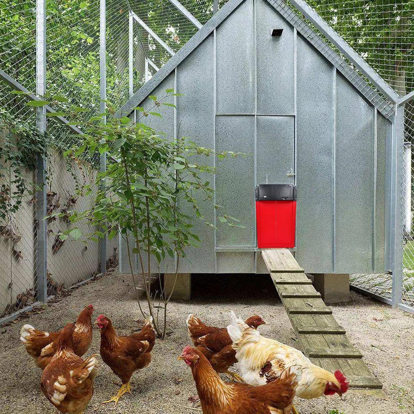 51Buyoutgo - Automatic Battery Powered Chicken Coop Door With Light Sensing